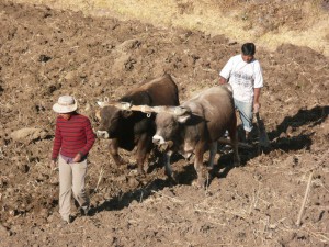 agriculteur-colca