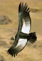 condor