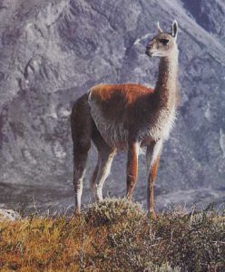 guanaco